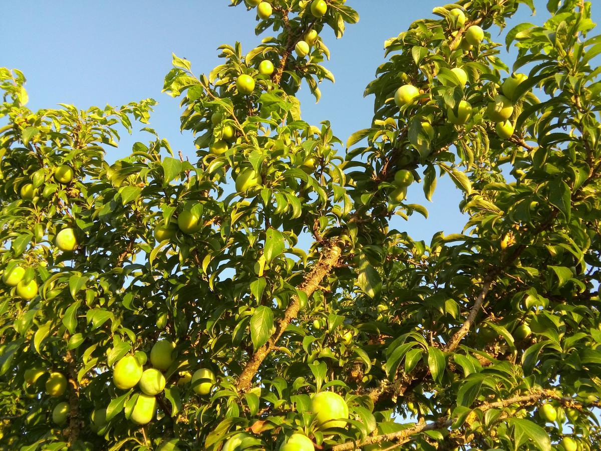 فندق Elodie'S Country House - Alojamento Local Grândola المظهر الخارجي الصورة