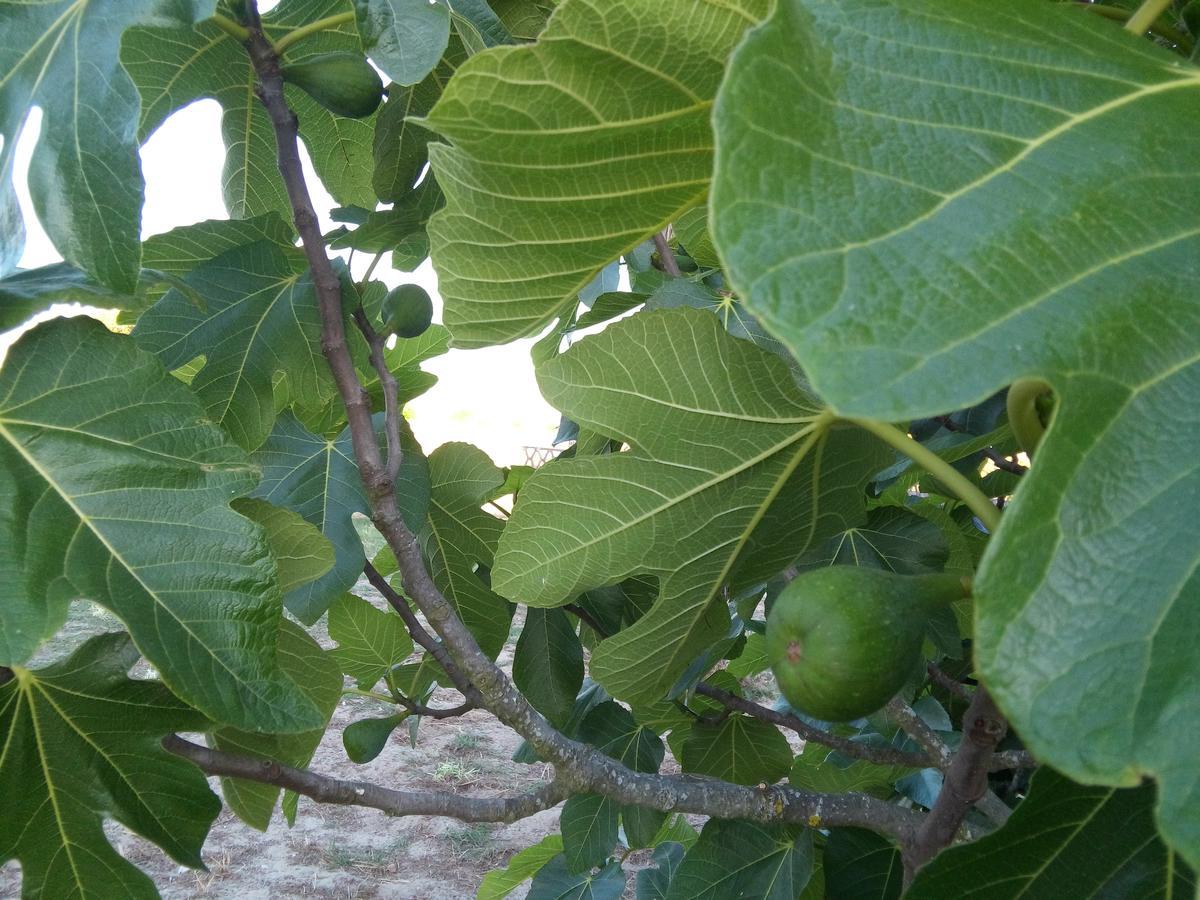 فندق Elodie'S Country House - Alojamento Local Grândola المظهر الخارجي الصورة